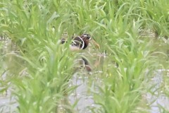 Rostratula benghalensis