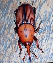 Rhynchophorus ferrugineus