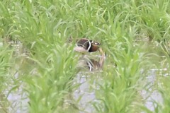 Rostratula benghalensis