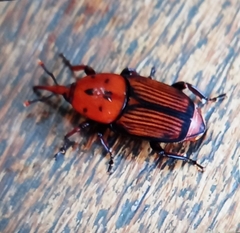 Rhynchophorus ferrugineus