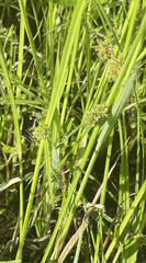 Cyperus difformis