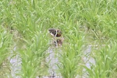 Rostratula benghalensis