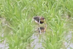 Rostratula benghalensis