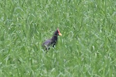Gallicrex cinerea