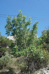 Pistacia atlantica mutica