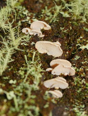 Panellus luxfilamentus