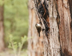 Cormobates leucophaea