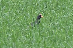 Gallicrex cinerea