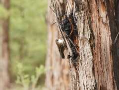 Cormobates leucophaea