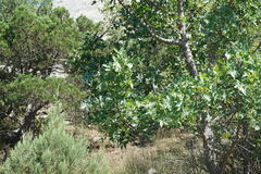 Pistacia atlantica mutica