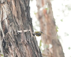 Eopsaltria australis