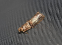 Acrobasis