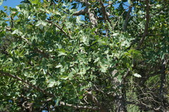 Pistacia atlantica mutica