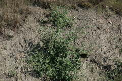 Atriplex aucheri