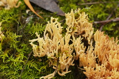 Ramaria lorithamnus