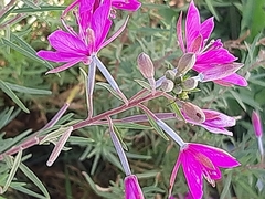 Chamaenerion dodonaei