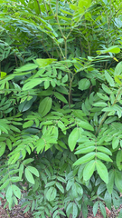 Calliandra haematocephala