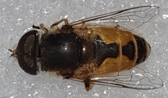 Eristalis