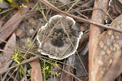 Phellodon niger