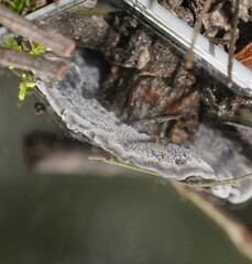 Phellodon niger