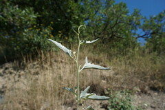 Atriplex aucheri