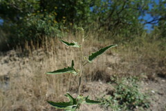 Atriplex aucheri
