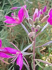 Chamaenerion dodonaei