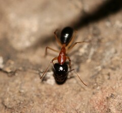 Camponotus nigriceps