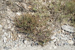 Veronica capsellicarpa