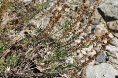 Veronica capsellicarpa