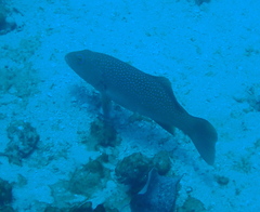 Plectropomus leopardus