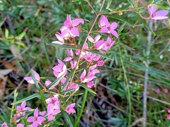 Boronia ledifolia