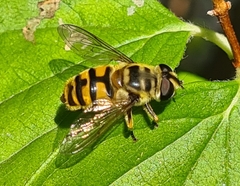 Myathropa florea