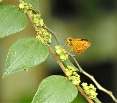 Oriens goloides
