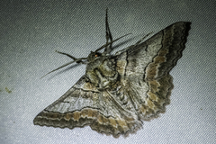 Hypobapta tachyhalotaria