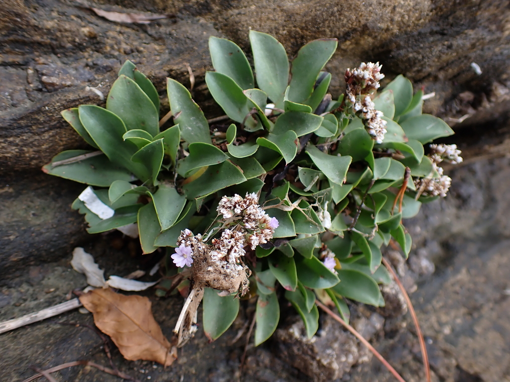 Limonium ovalifolium