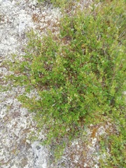 Betula nana