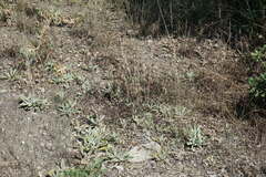 Stachys cretica