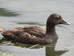 Somateria mollissima