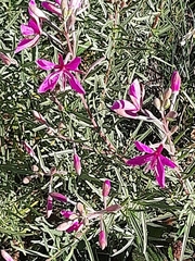 Chamaenerion dodonaei