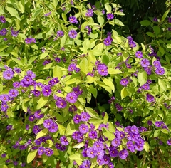 Lycianthes rantonnetii