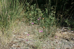 Centaurea comperana