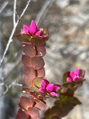 Boronia serrulata