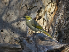 Ptilotula penicillata