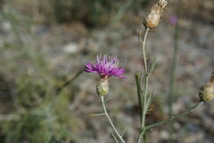 Centaurea comperana