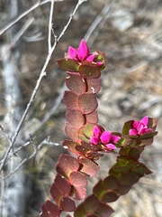 Boronia serrulata