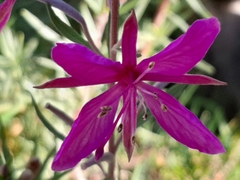 Chamaenerion dodonaei