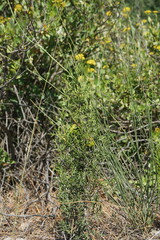 Cupressus sempervirens