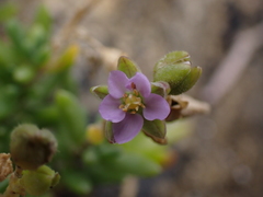 Spergularia