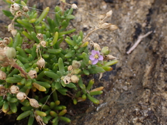Spergularia